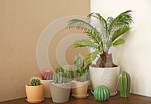 Table with beautiful cacti and Sago palm