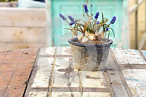 Table cafe beach sea flowers vase blue white lavender purple chairs sand sun light romantic vintage root