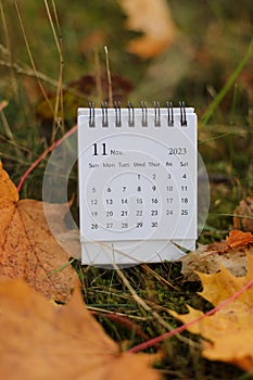 table calendar concept and copy space. November 2023 monthly calendar by maple leaves nature background. Place for text