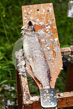 A table and the cleaned fish after gutting fish or cleaning fresh fish in outside kitchen. Blood and fish scales on th