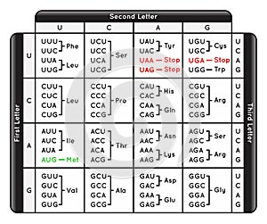 Table of Codons the Genetic Code of Human Infographic Diagram