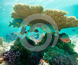 Table Coral and oriental sweetlips