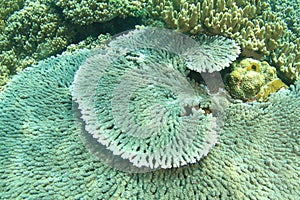 Table coral Tabular Acropora