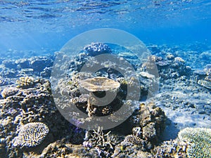 Table corals panorama. Exotic island shore shallow water. Tropical seashore landscape underwater photo.