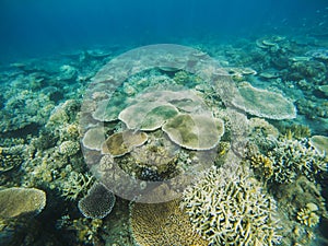 Table corals view in coral reef. Tropical seashore inhabitants underwater photo.