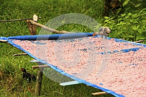 Table with dried shrimp in local village, Ream National Park, Ca