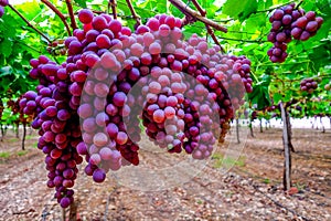 A table grape crop maturing in the Vinalopo Valley, just outside Monforte del Cid in Alicante, Spain