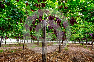 A table grape crop maturing in the Vinalopo Valley, just outside Monforte del Cid in Alicante, Spain