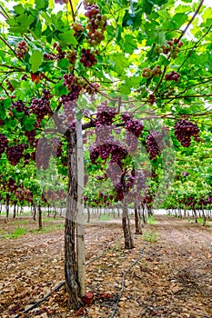 A table grape crop maturing in the Vinalopo Valley, just outside Monforte del Cid in Alicante, Spain