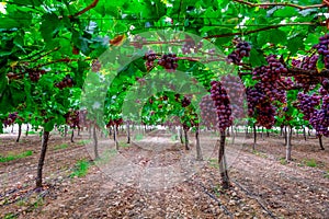 A table grape crop maturing in the Vinalopo Valley, just outside Monforte del Cid in Alicante, Spain