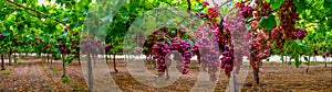 A table grape crop maturing in the Vinalopo Valley, just outside Monforte del Cid in Alicante, Spain