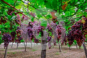 A table grape crop maturing in the Vinalopo Valley, just outside Monforte del Cid in Alicante, Spain