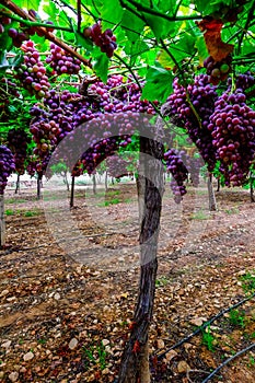 A table grape crop maturing in the Vinalopo Valley, just outside Monforte del Cid in Alicante, Spain