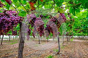 A table grape crop maturing in the Vinalopo Valley, just outside Monforte del Cid in Alicante, Spain