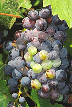 Table grapes hanging on the vine in the sun