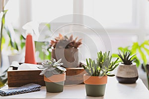 Table with green home plants. A home gardening corner inside of house, apartament. Green air plants, succulents in pots photo