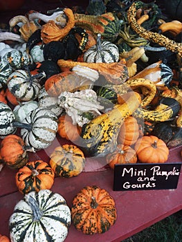 Mini squashes, gourds and pumpkins.