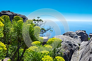 Table mountain in cape town