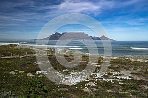 Table Mountain and Flowers