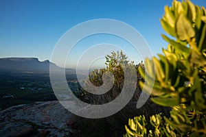 Table Mountain sunset  surrounded by greenery