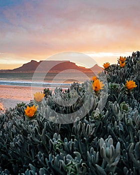 Table Mountain Sunset With Yellow Flowers