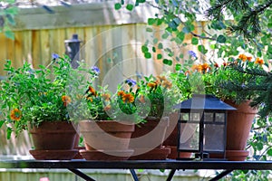 A table with potted flowers and a lantern.