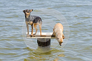 On the table on the river two dogs - Russian toy terrier and chihuahua who wants to jump into the water