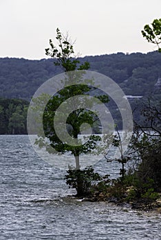 Lone tree on the shore of Table Rock Lake