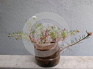 Table rose on wastage bottle