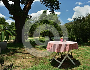 A table set up for lunch in nature under an oak tree