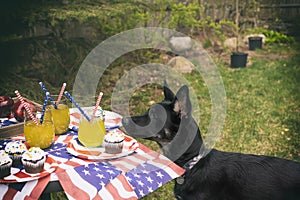 A table with sweets and drinks set for the celebration of US Independence Day  and a shepherd puppy.