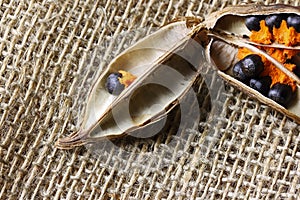 TABLE TOP IMAGE OF  A RIPE STRELITZIA SEED IN A SPLIT POD