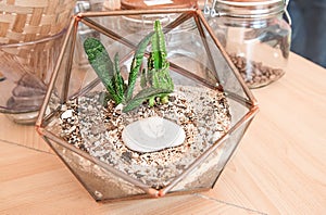 Table Top Open Vivarium Pot with Small Mini Succulent