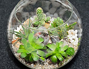 Table top plant decorative garden photo