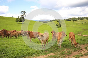 Tableland cattle