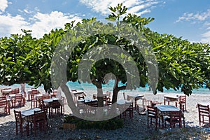Tables and chairs at the beach in a shade of a big fig tree at Panormos bay, Skopelos island, north Aegean