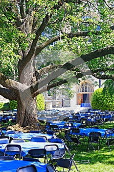 Tables and chairs on a lawn under old tree.