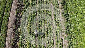 Tablet, harvest and drone with farmer, farm and countryside for agriculture, plants or environment. Man walking