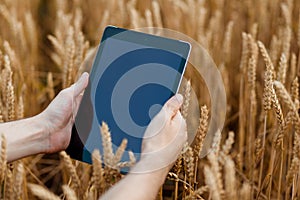 Tablet which is held by a farmer which is standing in the middle of a golden wheat field
