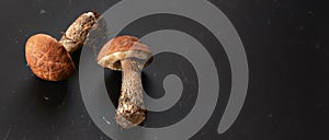 Tabletop view, two young scaber stalk bolete Leccinum scabrum mushrooms on black board, Banner with space for text on the right