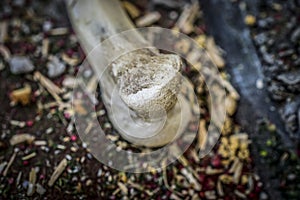 A chicken bone as a part of wargaming scenery