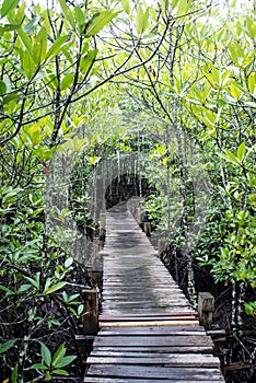 Taboon plant forest