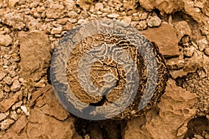Tabulate fossil corals in the desert of Saudi Arabia near Riyadh photo