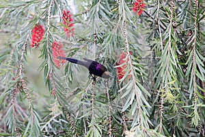 Tacazze sunbird Nectarinia tacazze