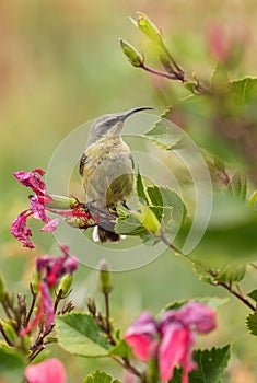 Tacazze Sunbird - Nectarinia tacazze