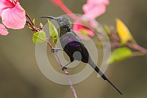 Tacazze Sunbird - Nectarinia tacazze