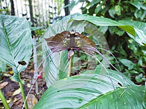 Tacca chantrieri Andre, lowers that look like bats. photo