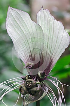 Tacca chantrieri Andre in nature.