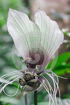 Tacca chantrieri Andre in nature.