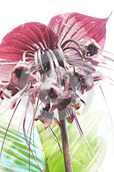 Tacca chantrieri Bat flower, Black lily. Nearly black bloom of a bat flower on white isolated background. tropical tub plant photo